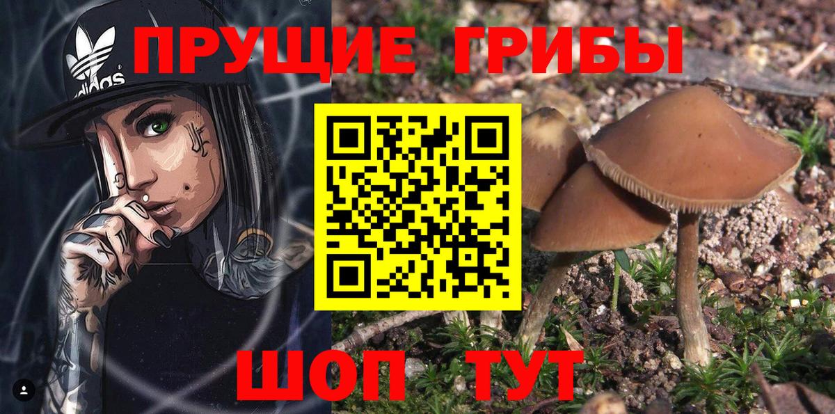 Всеволожск  Псилоцибиновые грибы прущие грибы  где найти   Вход с VPN 